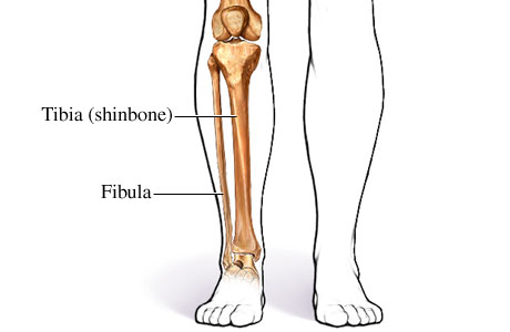 Picture of the bones of the lower leg